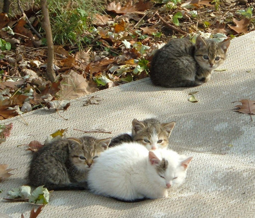 Cats And Stuff | Magicalnaturetour: Kittens (by Nengard) ~ Sweet