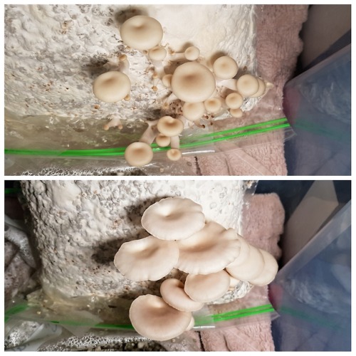 Tan oyster mushrooms are growing well in the high humidity...