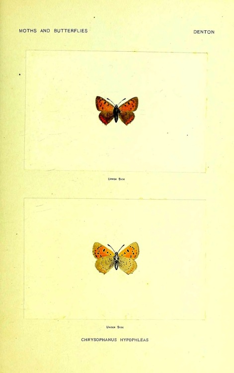 wapiti3:Moths and butterflies of the United States, east of...