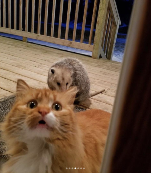 justcatposts:When an opossum steals your cat’s food…