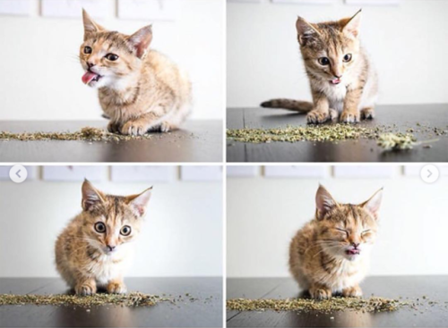 justcatposts:This is brilliant (@iamthecatphotographer)