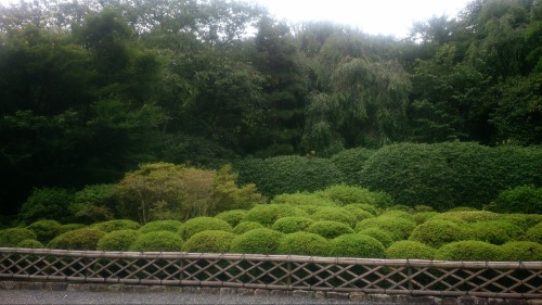 tacoriichi