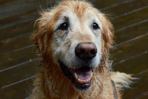dylan golden retriever golden