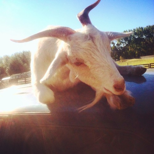 Baby Goats and Friends