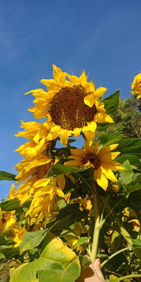  bunga matahari Tumblr 