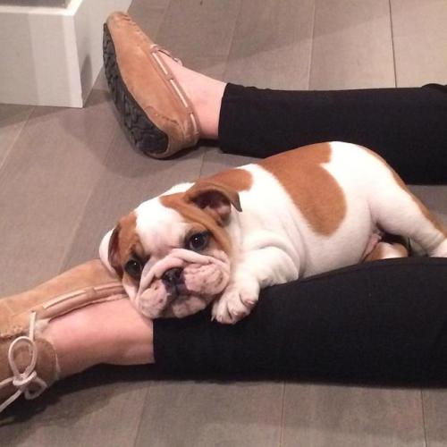 awwww-cute:I have no plans to my move my leg (Source:...