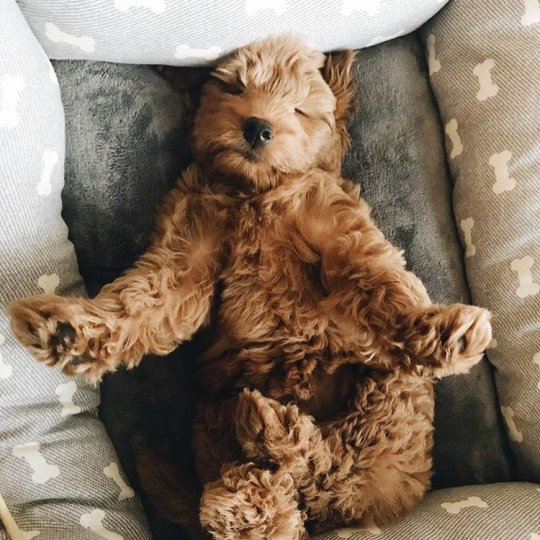 goldendoodle on Tumblr