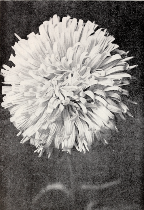 aster white flower garden catalogue nemfrog 1924 1920s