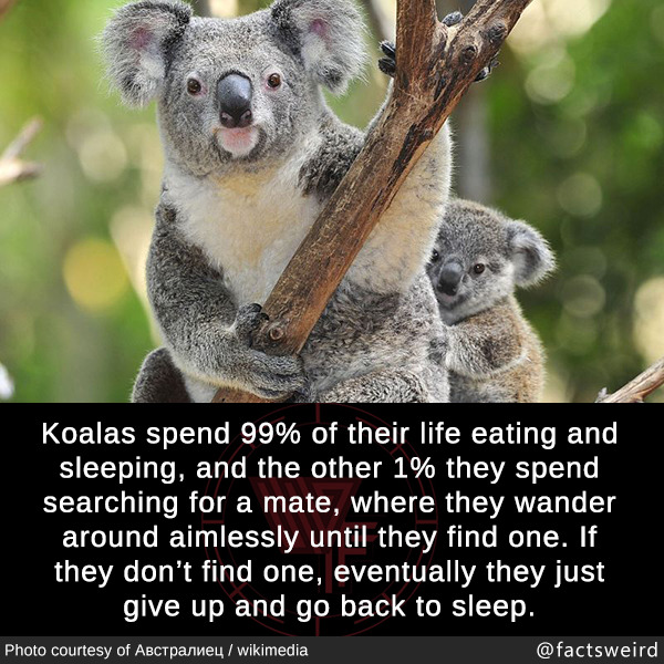 Weird Facts — Koalas spend 99% of their life eating and...