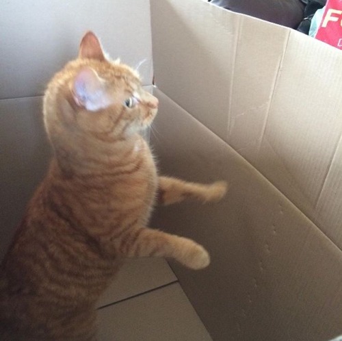 droidz:me: opens a package and sets the box asidemy cat: