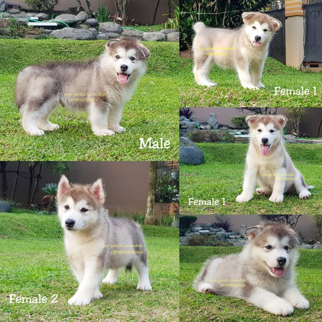 38++ Harga anak anjing alaskan malamute ideas