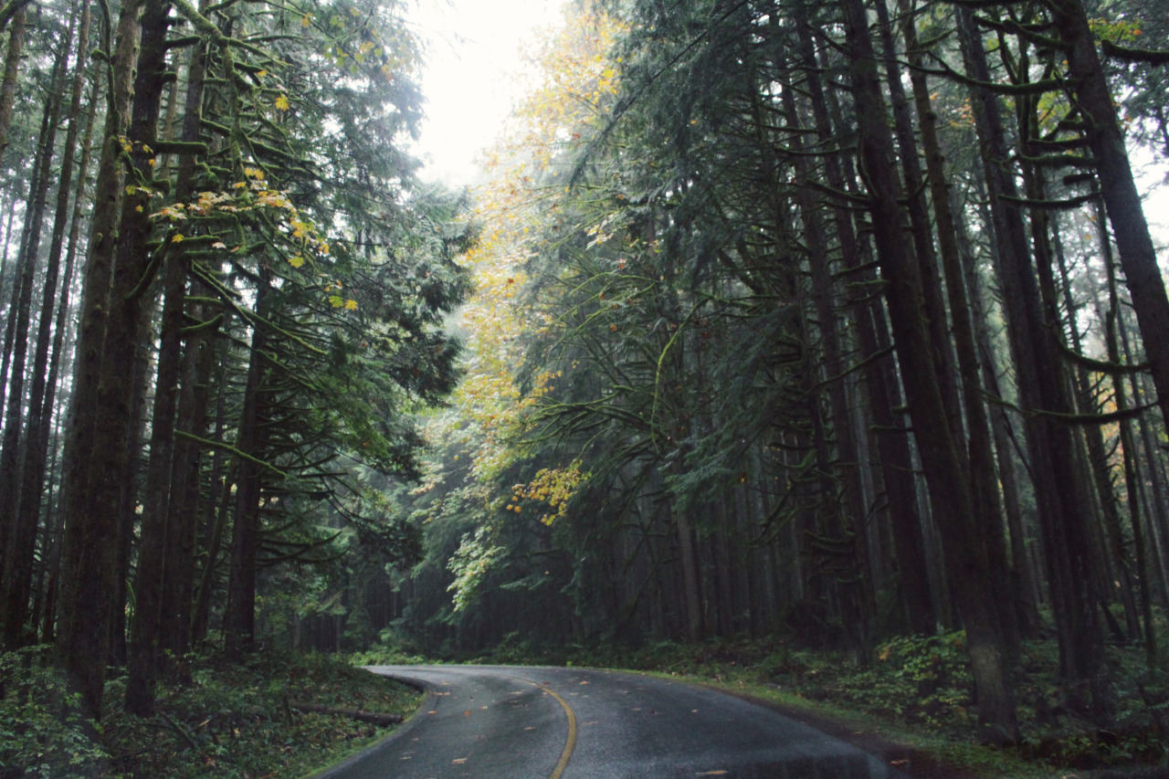 M.M — Driving through the woods on a rainy day.