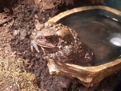 toadsandtiels
