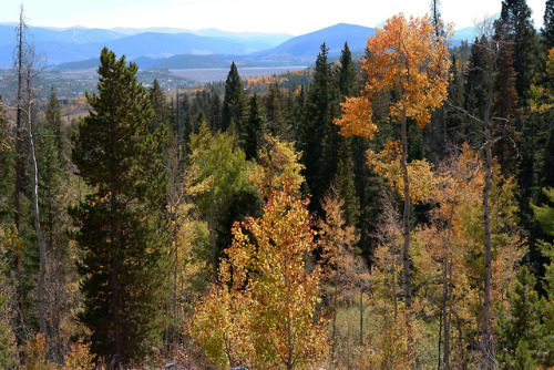 Leaf peeping | Silverthorne, CO | Autumn 2018