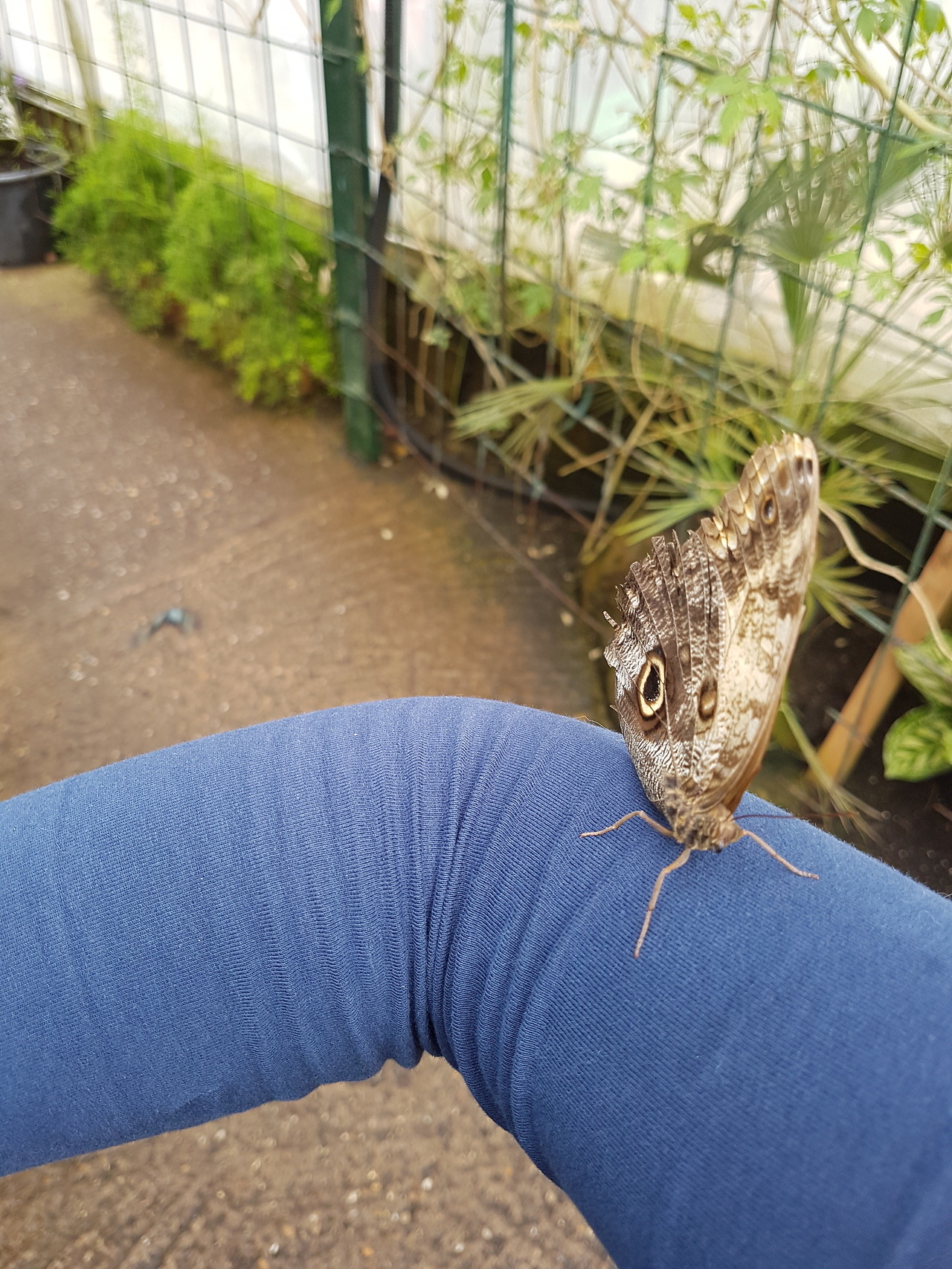 We Went To Stratford Upon Avon Butterfly Farm And The