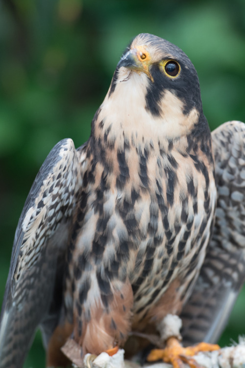 batistuta0511:チゴハヤブサ, Eurasian hobbyTaken at Kakegawa Kachouen...