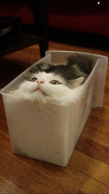Blessed cat