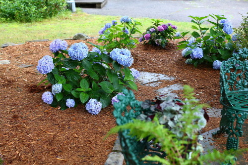 hydrangea mulch garden gardening blue flowers flowerpower august mygarden2018 mygarden