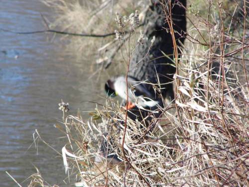 #duck #river #grass #poland #warsaw #vistula #nofilter (w:...