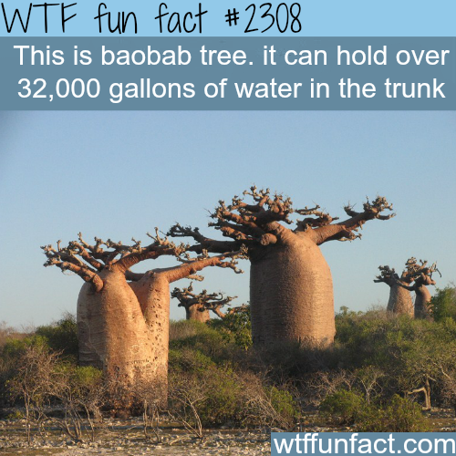 The Baobab Tree - WTF Fun Facts