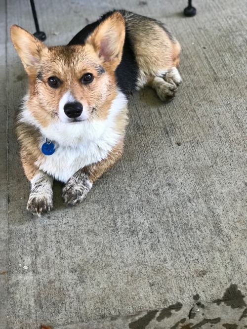 handsomedogs:Hopeless mud addict, Handsome Ellie