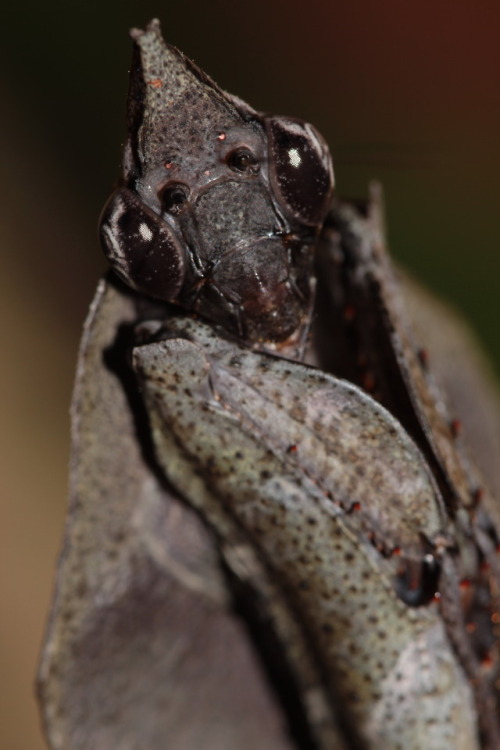 dark-space-exotics:Parablepharis kuhlii asiatica adult female.