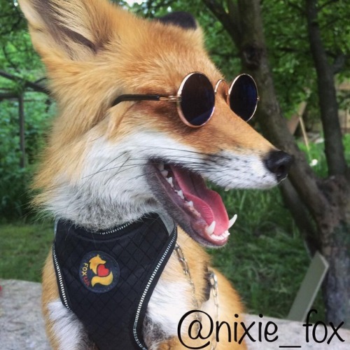 everythingfox:This fox is cooler than us