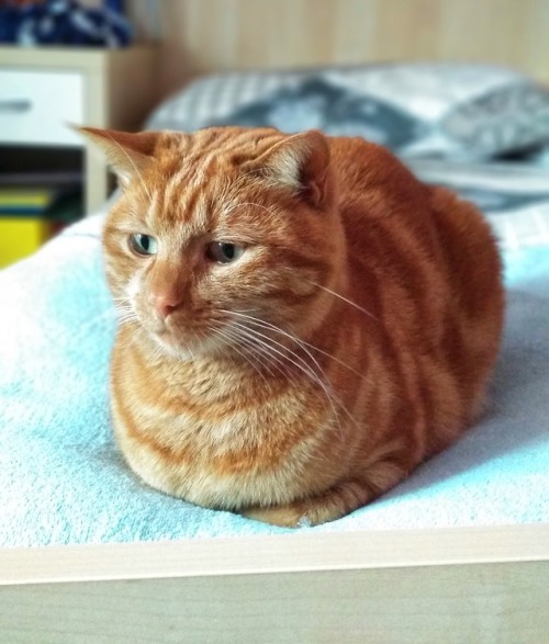 A pensive, sweet floof ❤️