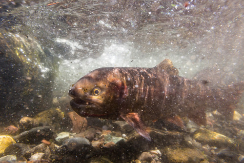 emerald-of-the-eight:Spawning Yellowstone cutthroat trout...