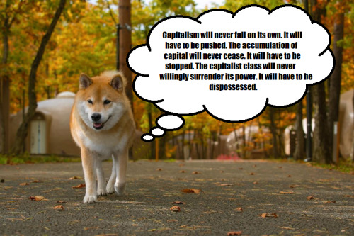 Why The Doge Meme Is Still Wowing The Internet