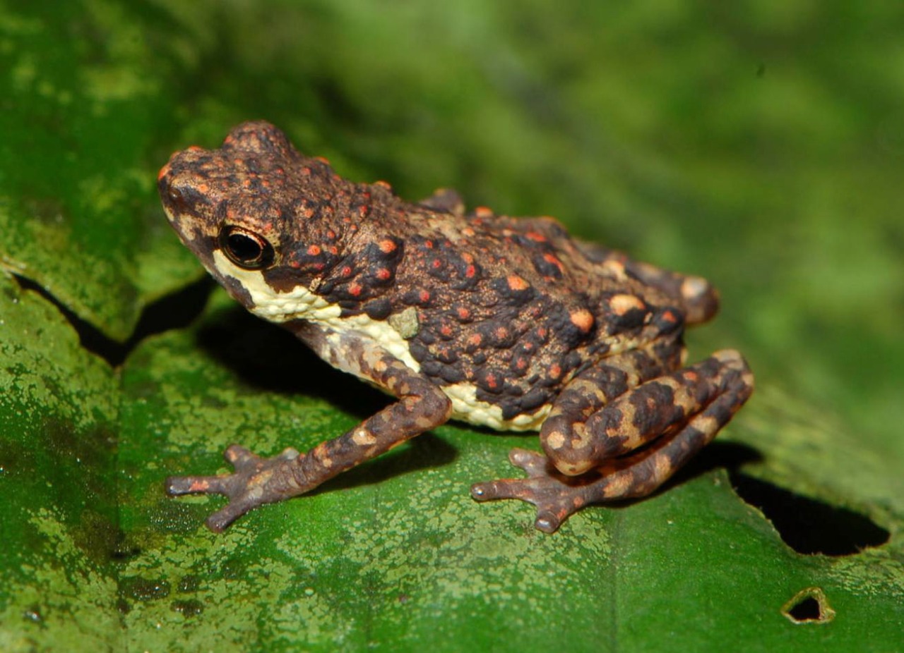 sgwild: St. Andrew’s Cross Toadlet (Pelophryne... - Denizens of Earth