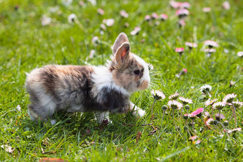 milascioandare:Young Rabbit (Oryctolagus cuniculus forma...