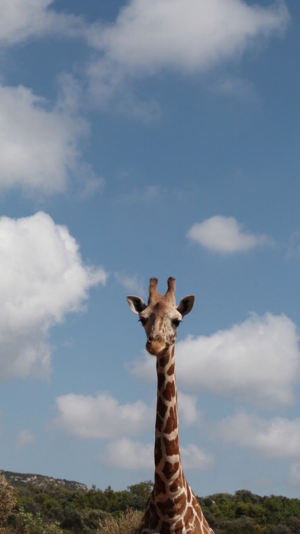  giraffes  lockscreen Tumblr