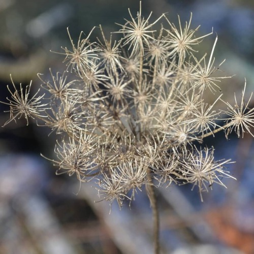 Another throwback pic #throwback #december #plant #winter...