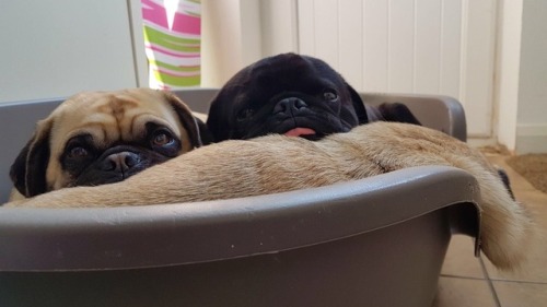 sybilthepug:When you have to use your own neck rolls as a pillow...