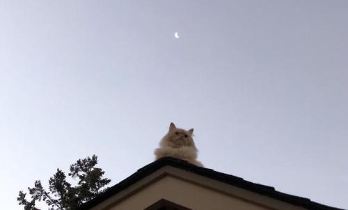 cutecornflakes:My cat got on the roof this morning. He looked...