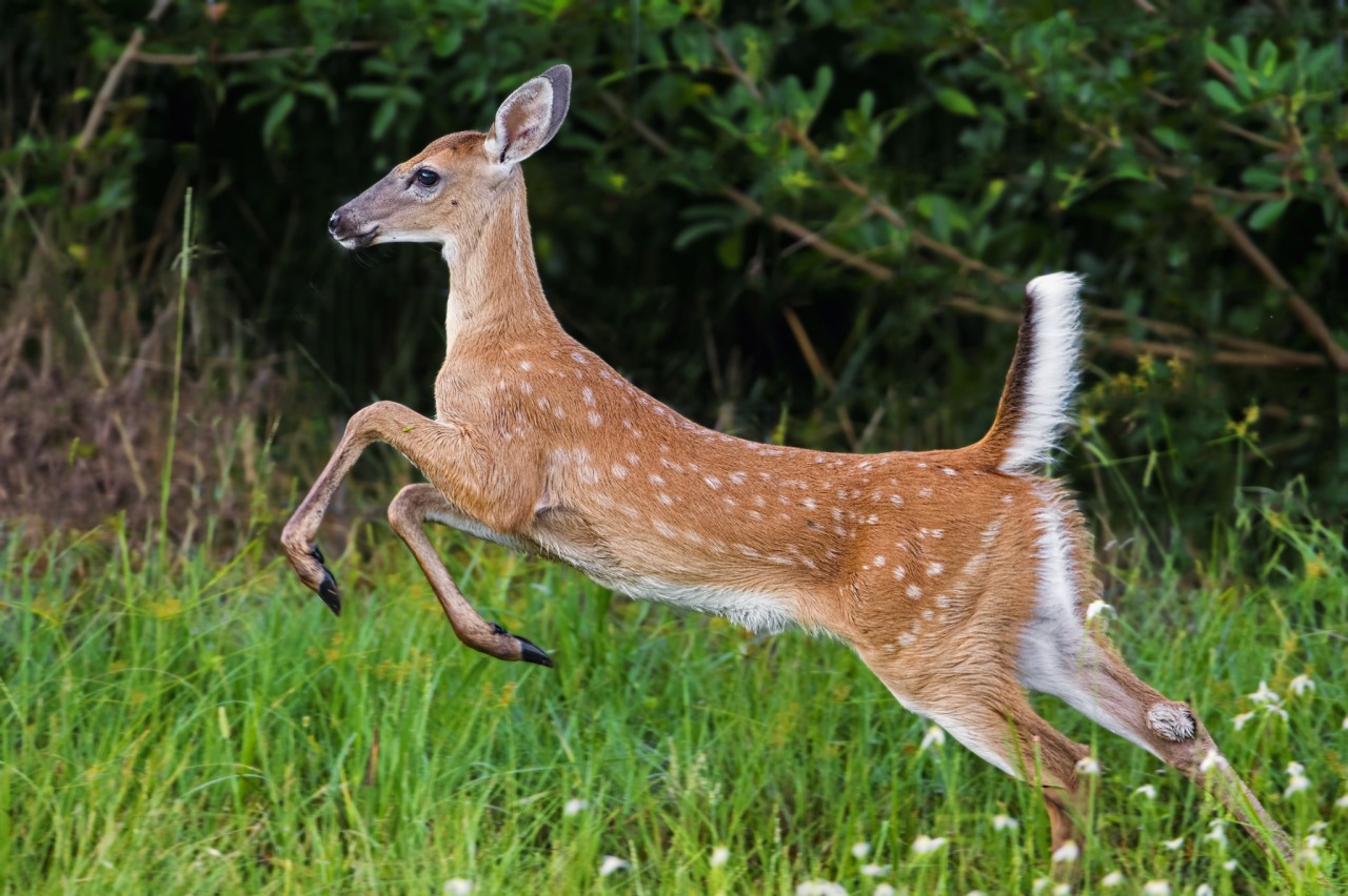 On the run, a White-tailed Deer by Bill Dodsworth - Magical Nature Tour