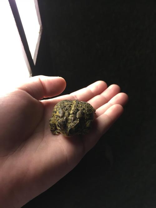 aww-cute-animals