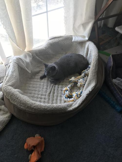 constantcaturday:Abraham in his dog brothers bed. I swear he...