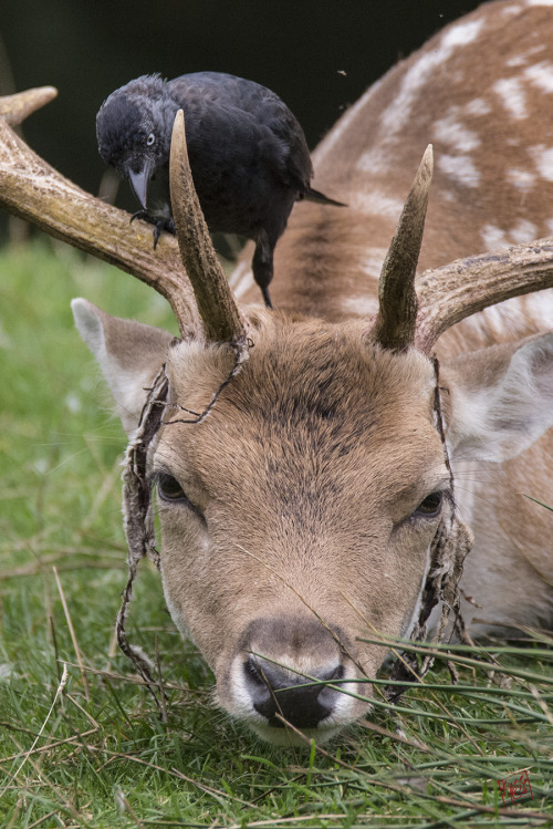 wulf-birding:It’s the stag rutting season soon, and the soft...