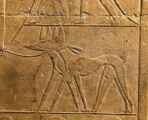 grandegyptianmuseum:Relief of two greyhounds from private...