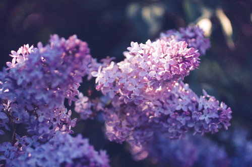 rabbitinthemeadow:Lilacs, Part 7 // West Mountain Road, MA