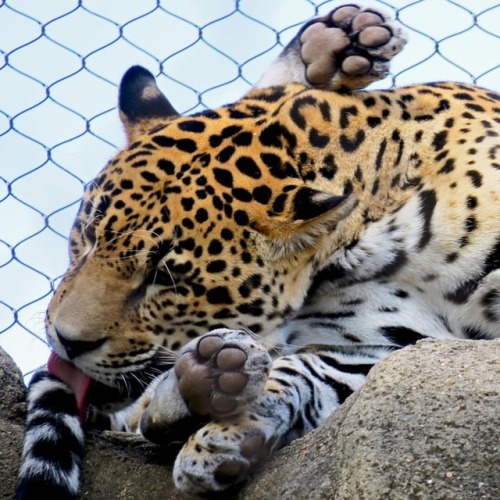 why-animals-do-the-thing:wadttinstagram:#bigcats are...