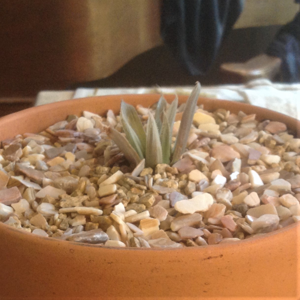 Side view of a small, pale green and pinkish succulent plant