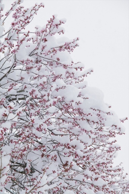 zekkei-beautiful-scenery:Cherry blossoms and snow falling in...