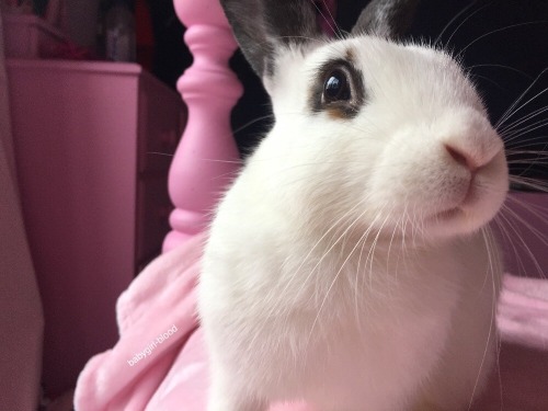 babygirl-blood:Lazy days with my little Luna-bun 