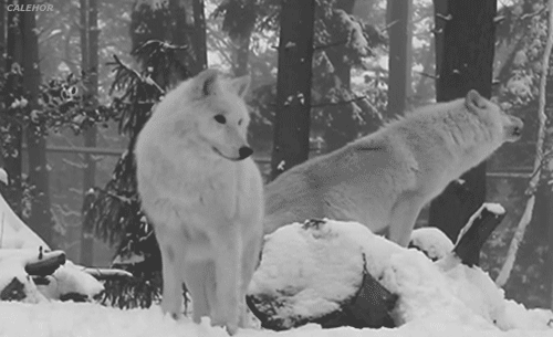 Wolves of Winter. Tumblr_mrkfnwd5TW1sf51yqo1_500