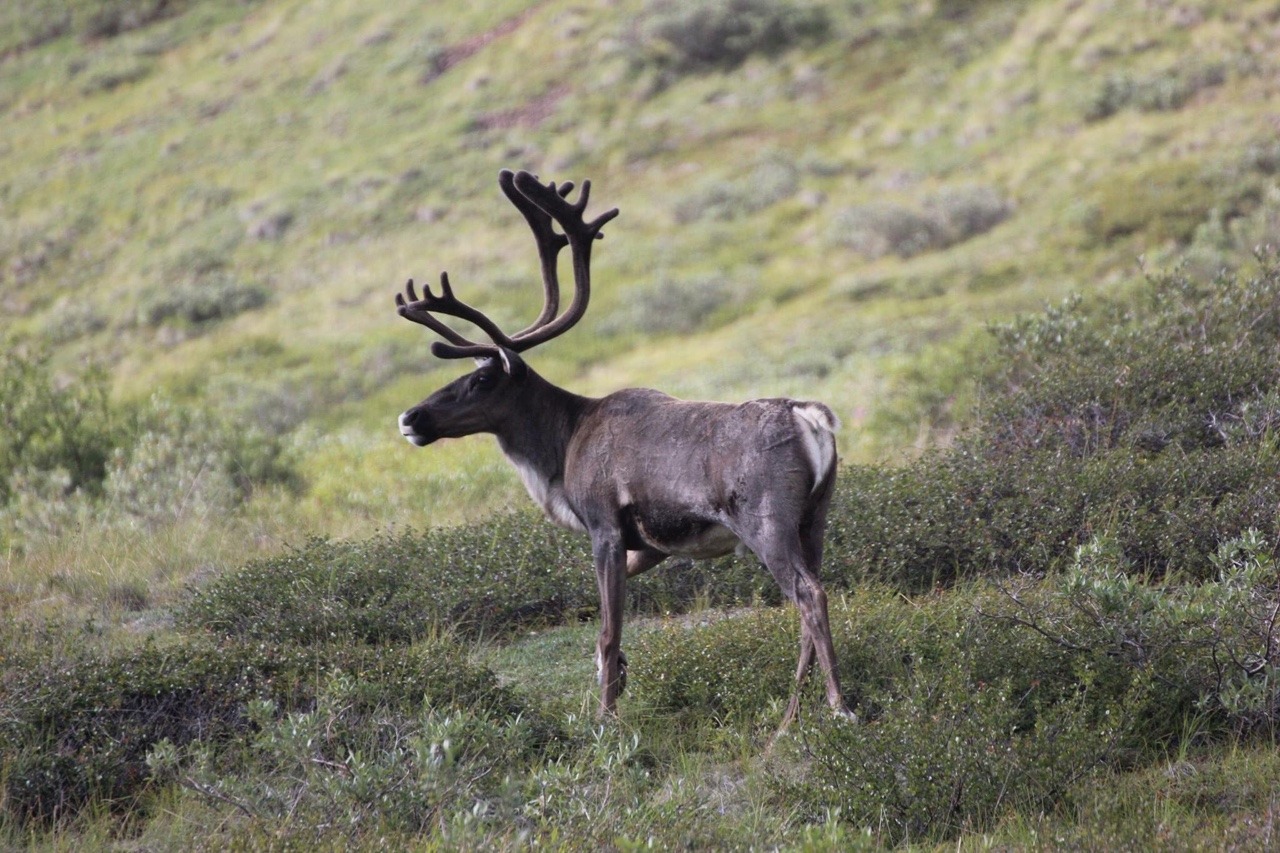 Alaskan Grown — ournationalparks: Beautiful caribou in Denali...