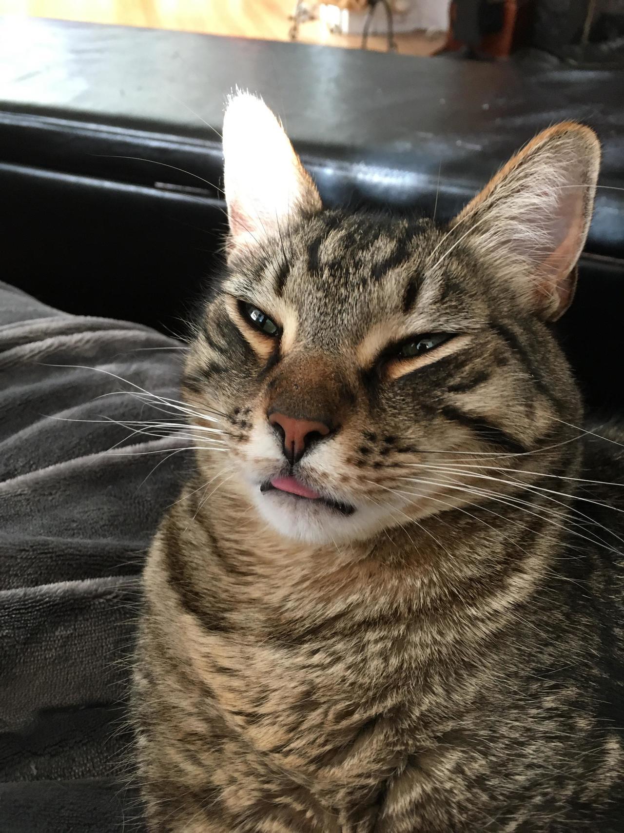 Daily Blep — The rare Siberian tiger was caught blepping on...