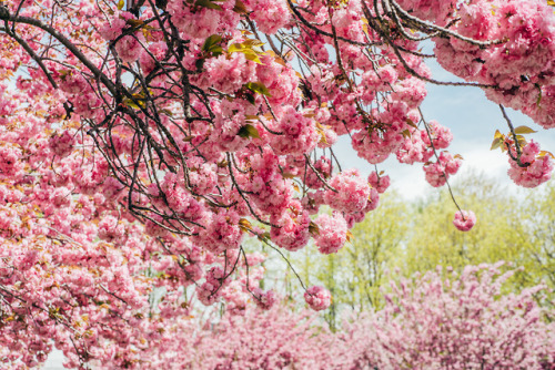 Spring in New York 2019Brooklyn Botanic Garden Newbery Rosario...